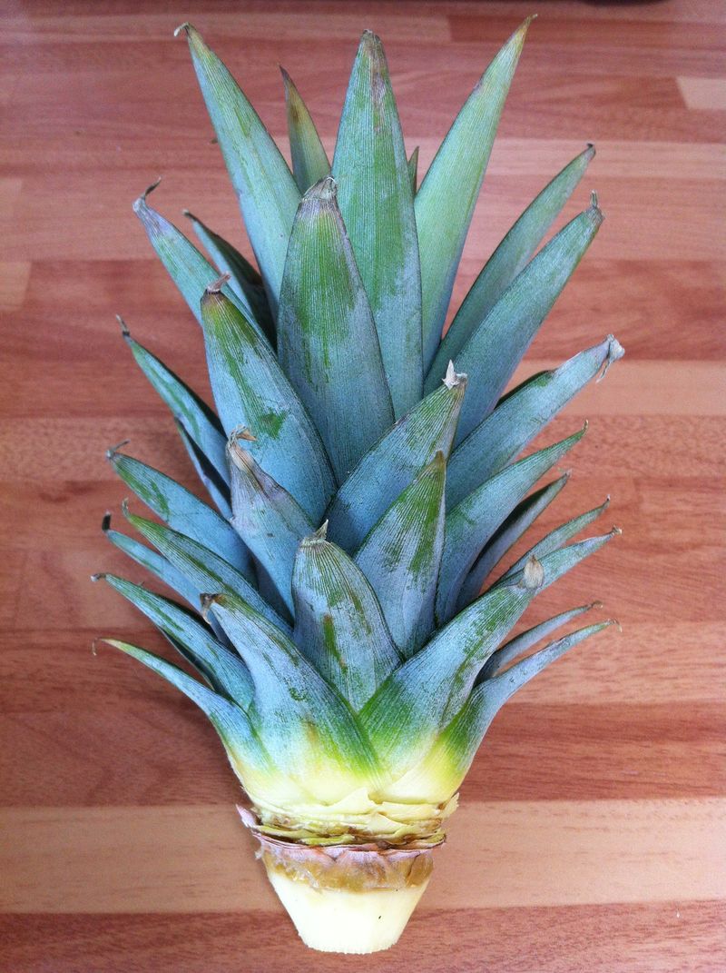 Prepare the crown before planting