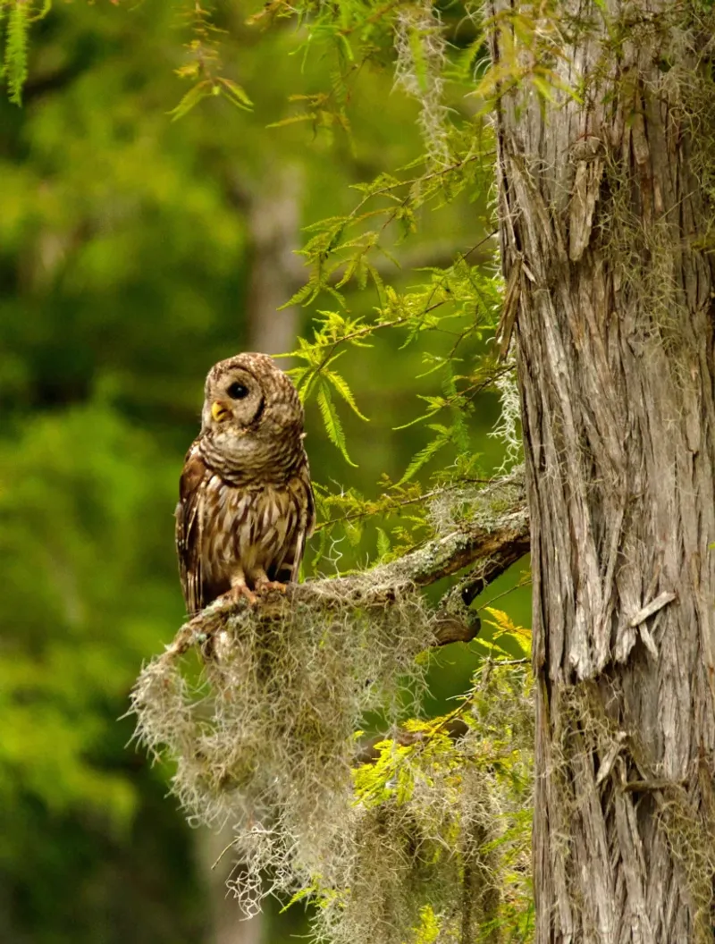 It Usually Means the Owl Found a Workable Hunting Route