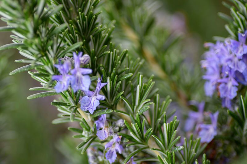 Rosemary is a culinary herb and possible garden companion