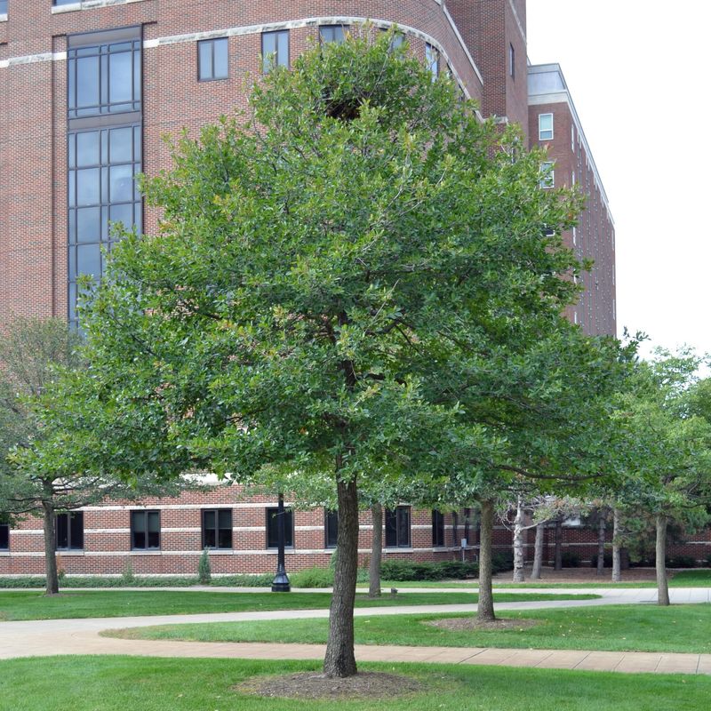 Match the Tree to the North Carolina Site