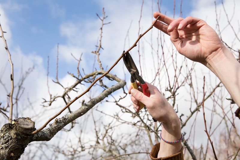 Apple, Pear, and Plum Trees
