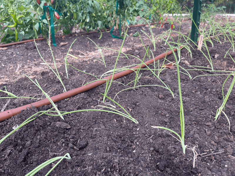 Onions need a cultivar-aware winter plan