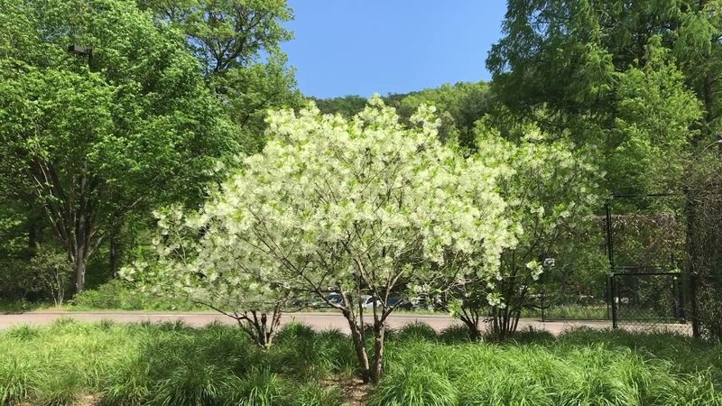 Fringe Tree