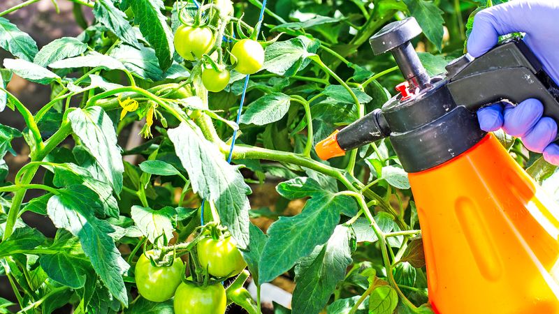 It Works as a Quick Foliar Spray for Fast Uptake