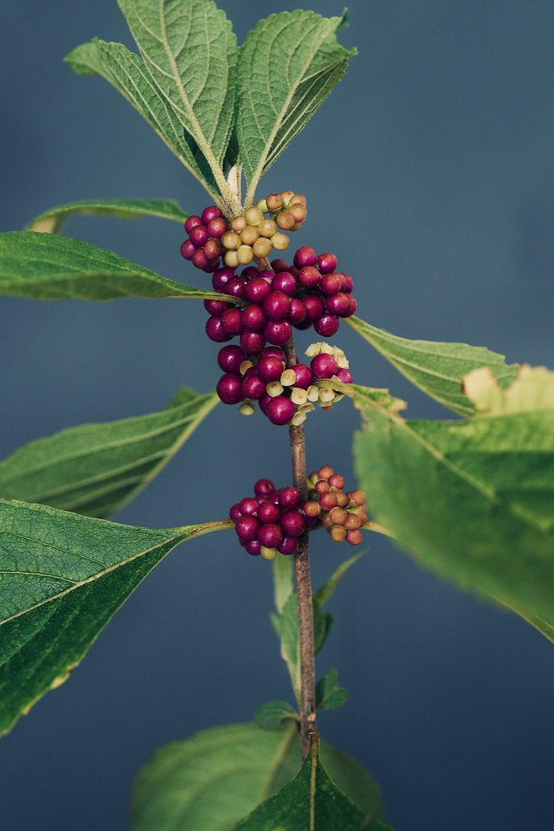 Beautyberry Offers Laboratory Evidence, Not a Living Tick Shield