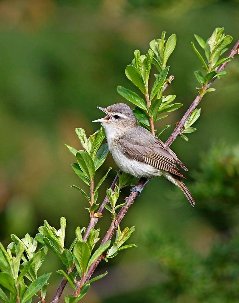 Vireos