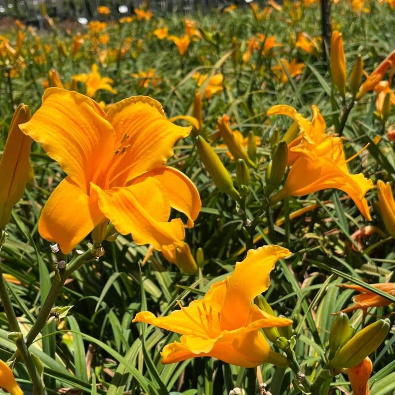 Daylilies