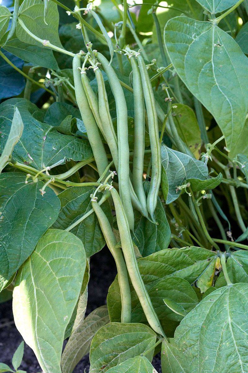 Beans