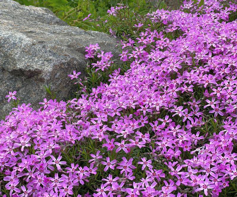 Creeping Phlox (Phlox stolonifera)