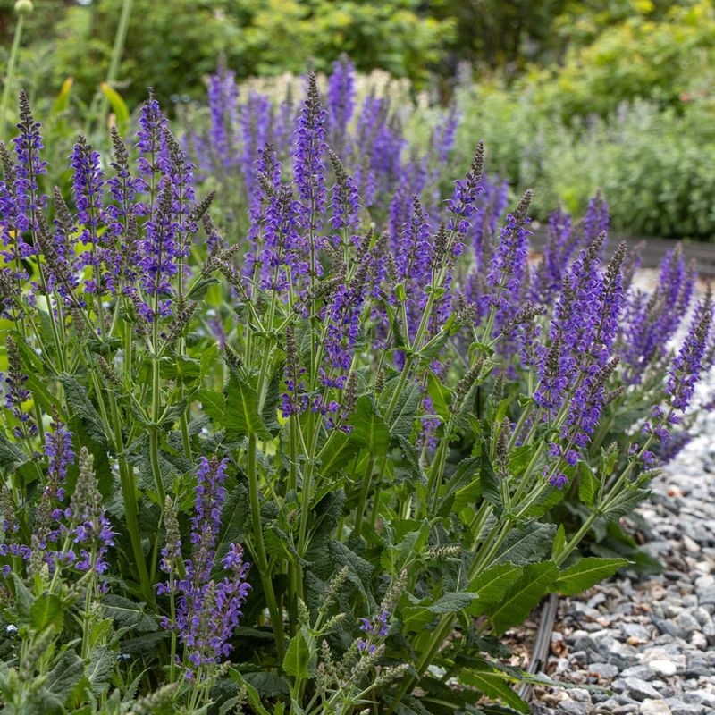 Salvia (Perennial Sage)
