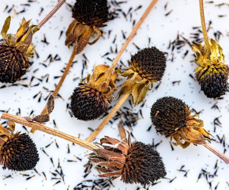 Extract the Seeds From the Chaff