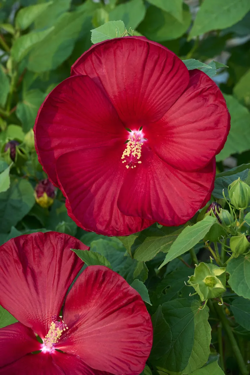 Hardy Hibiscus (Hibiscus moscheutos)