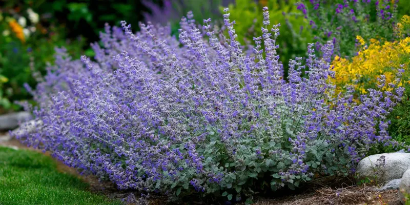 Catmint (Nepeta)