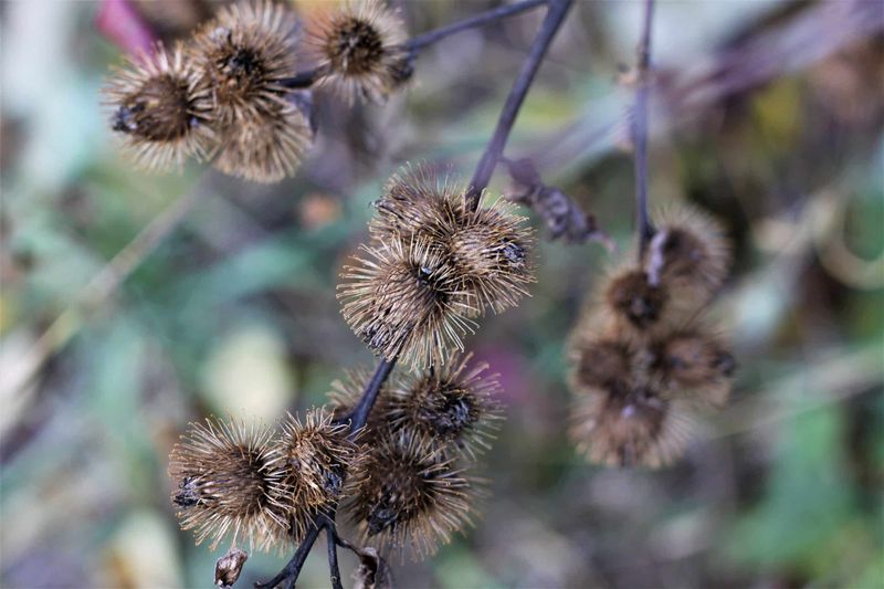Its burs are one reason gardeners remove it