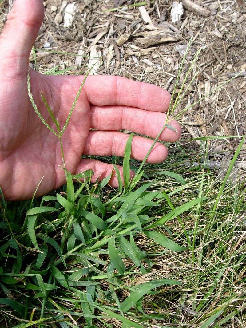 Remove plants that remain, but do not rely on mowing to stop seed