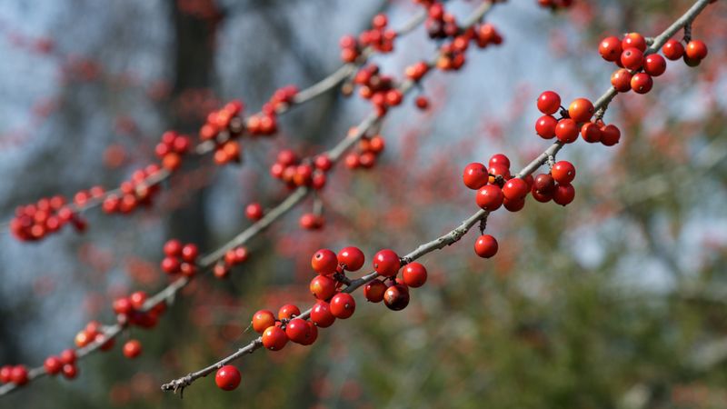 Possumhaw (Ilex decidua)