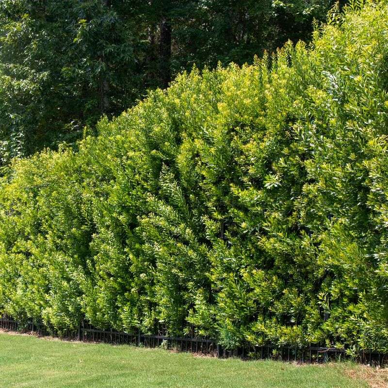 Wax Myrtle (Morella cerifera)