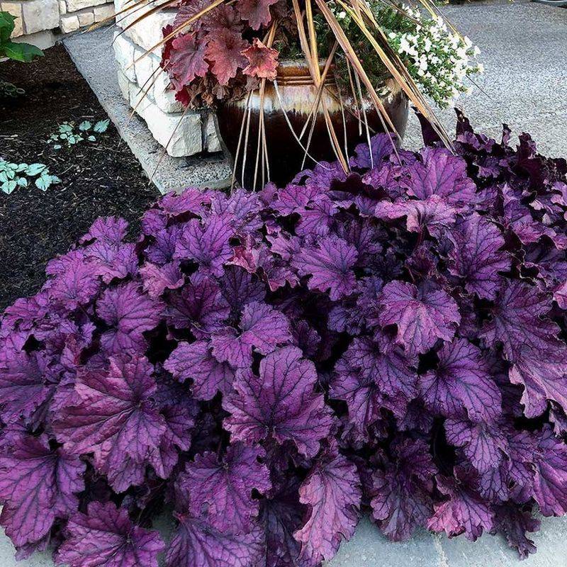 Coral Bells (Heuchera spp.)
