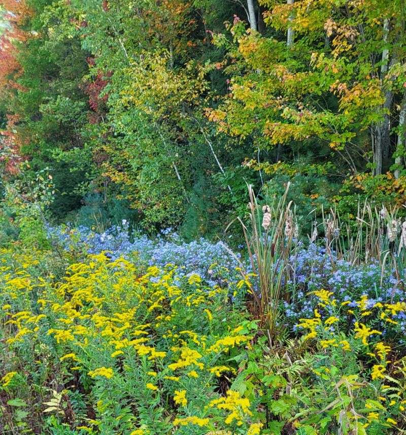 Goldenrod and Aster Fall Finale