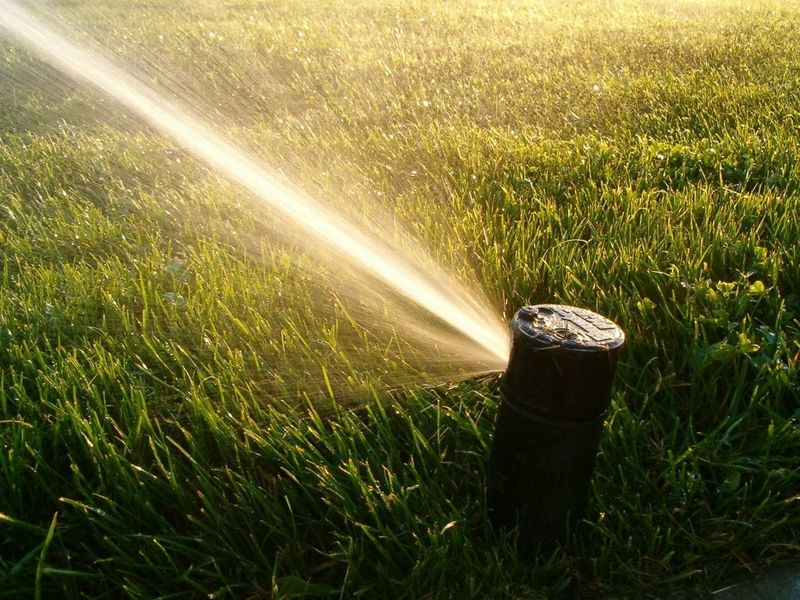 Inadequate or Improper Watering