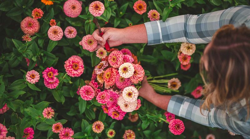 Crowded, Unpruned Centers