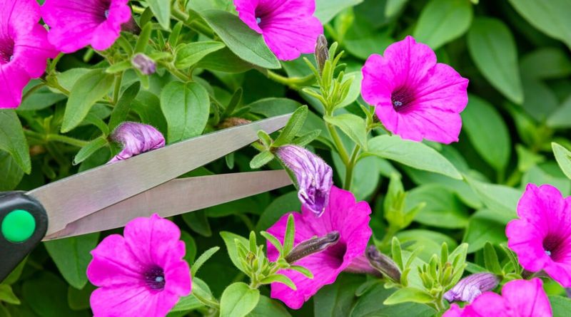 Protect new growth with clean tools and sensible aftercare
