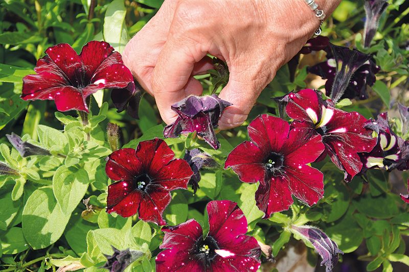 Deadhead Spent Blooms Correctly
