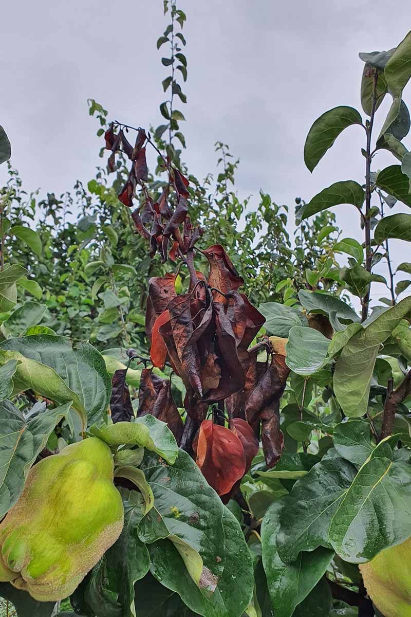 A quince tree’s success depends on where it grows