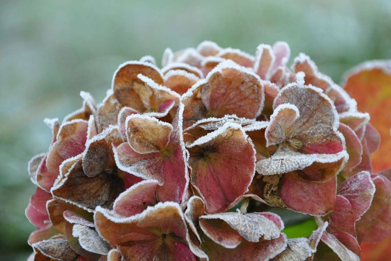 Use frost as a cue to assess conditions, not as a universal deadline