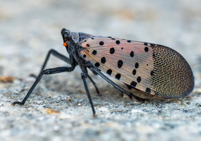 The Likely Visitor Is a Spotted Lanternfly