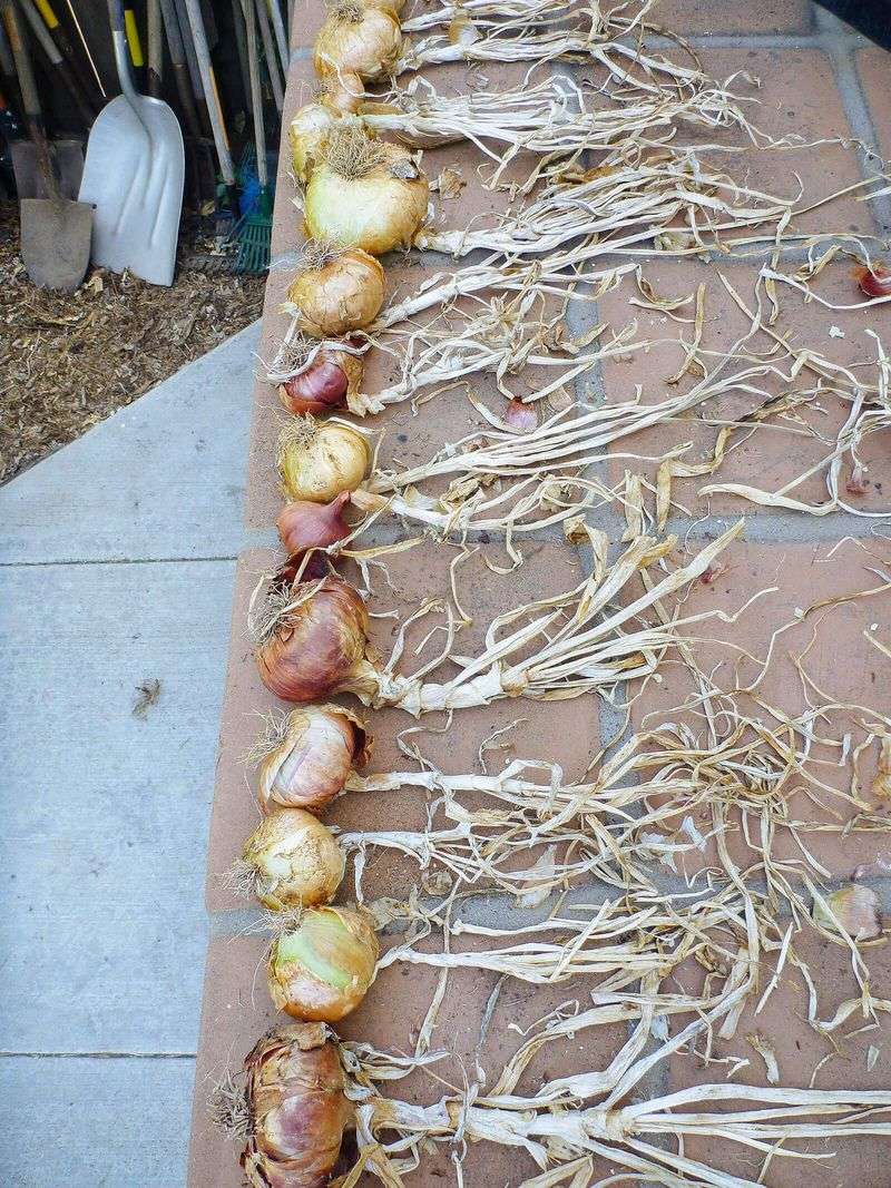 Harvest when the tops signal maturity, then cure the bulbs