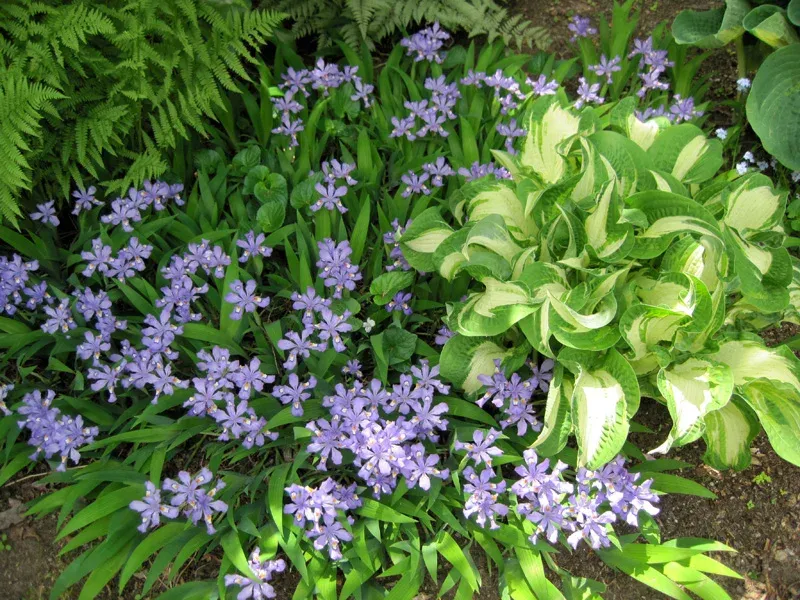 Dwarf Crested Iris (Iris cristata)
