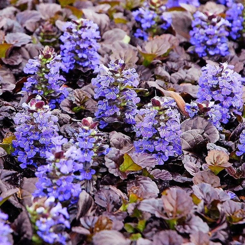 Ajuga (Bugleweed)