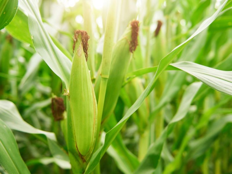 Corn