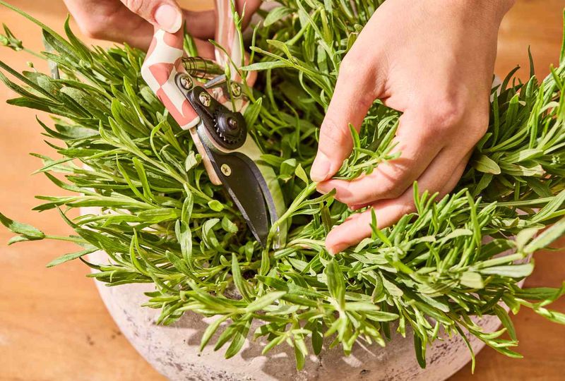 Prepare Cuttings Without Harming the Parent