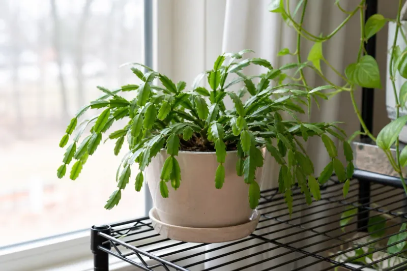 A healthy holiday cactus can usually wait