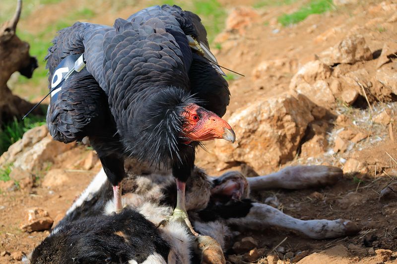 What does a condor do for a landscape?