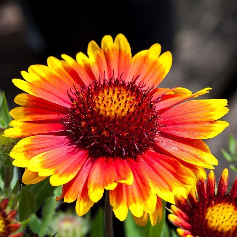 Gaillardia (Blanket Flower)
