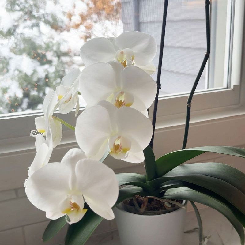 Phalaenopsis Orchid