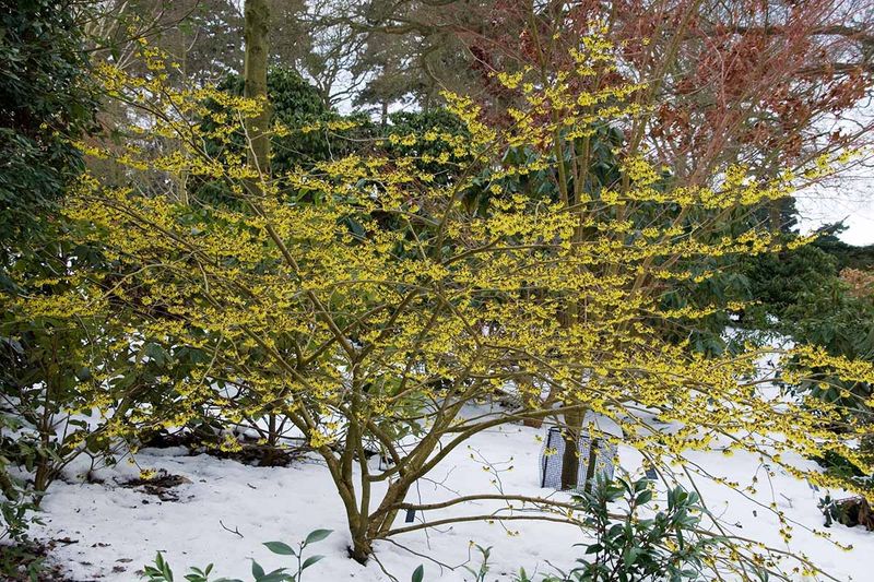 Give the shrub room to reach its mature size