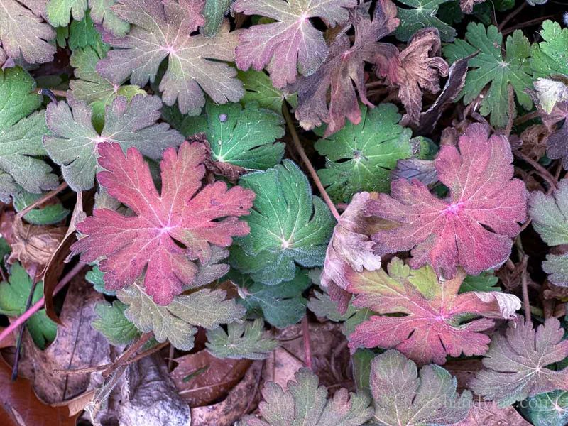 Cutting Back Hardy Geraniums and Evergreen Perennials