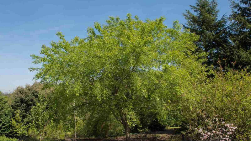 Will black cherry fit your property?