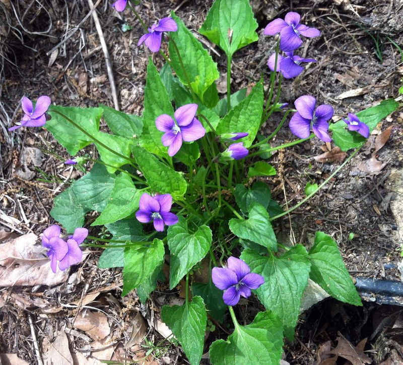 Violets (Viola sororia and other Viola species)