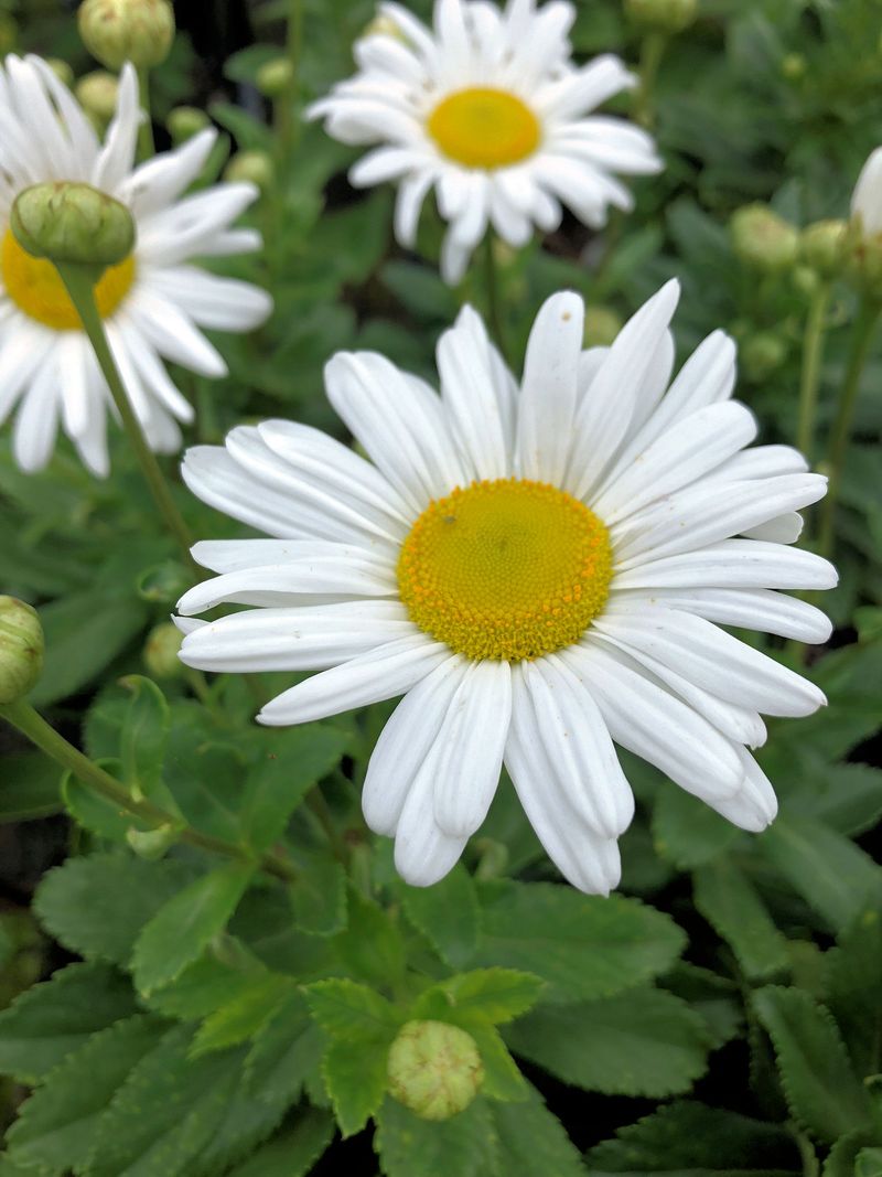 Nippon Daisy