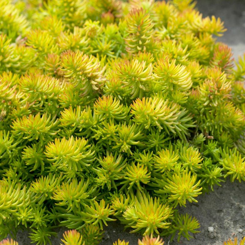 Sedum 'Angelina' (Sedum rupestre)