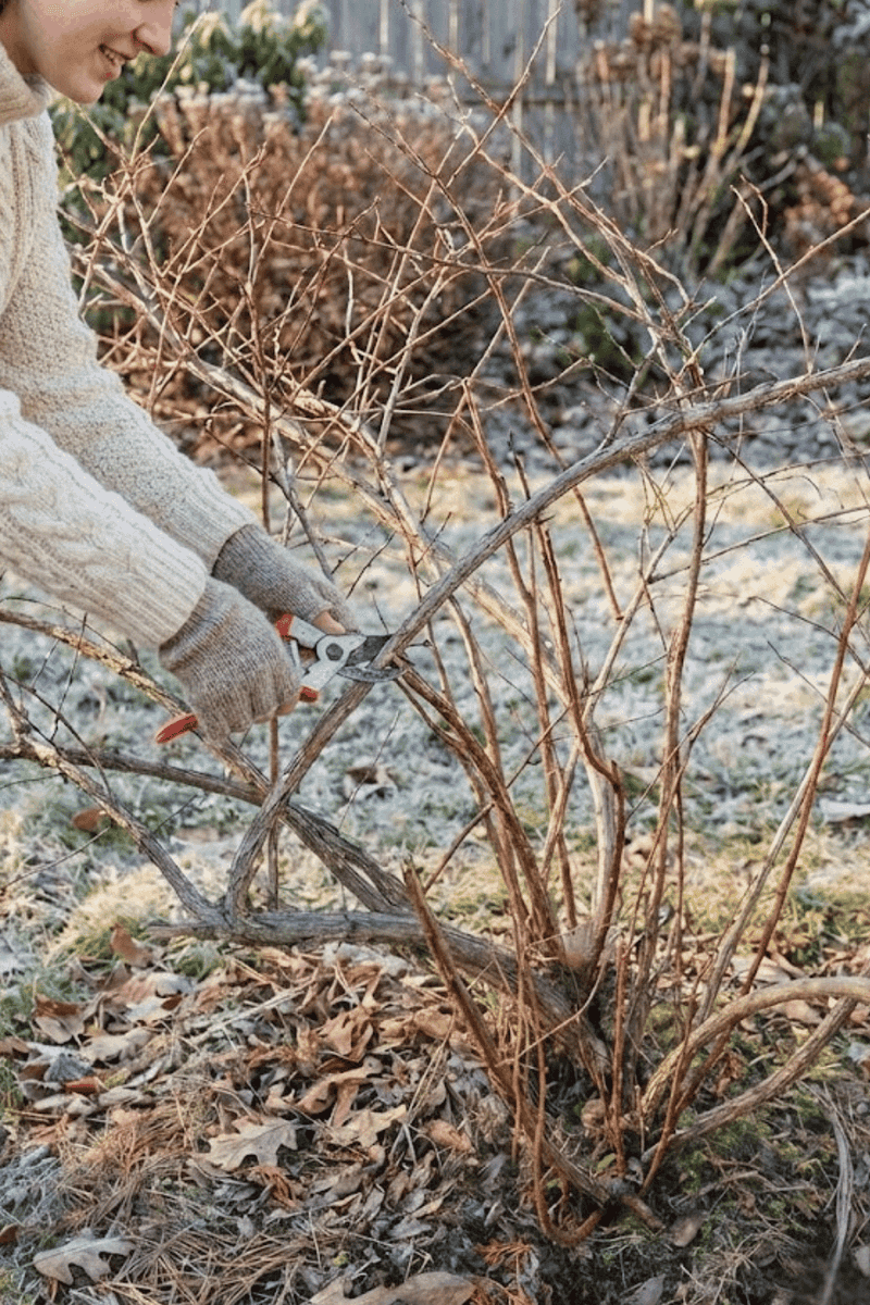 Start at the base and open the bush from within