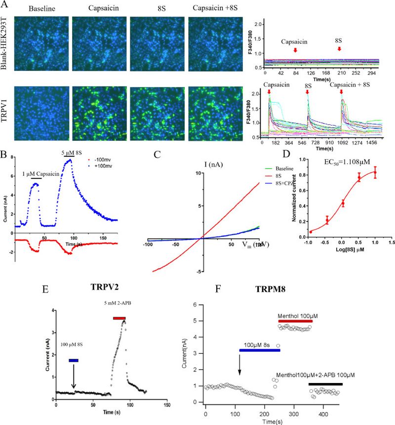 TRPV1 Is a Clue, Not a Shared Pain Switch