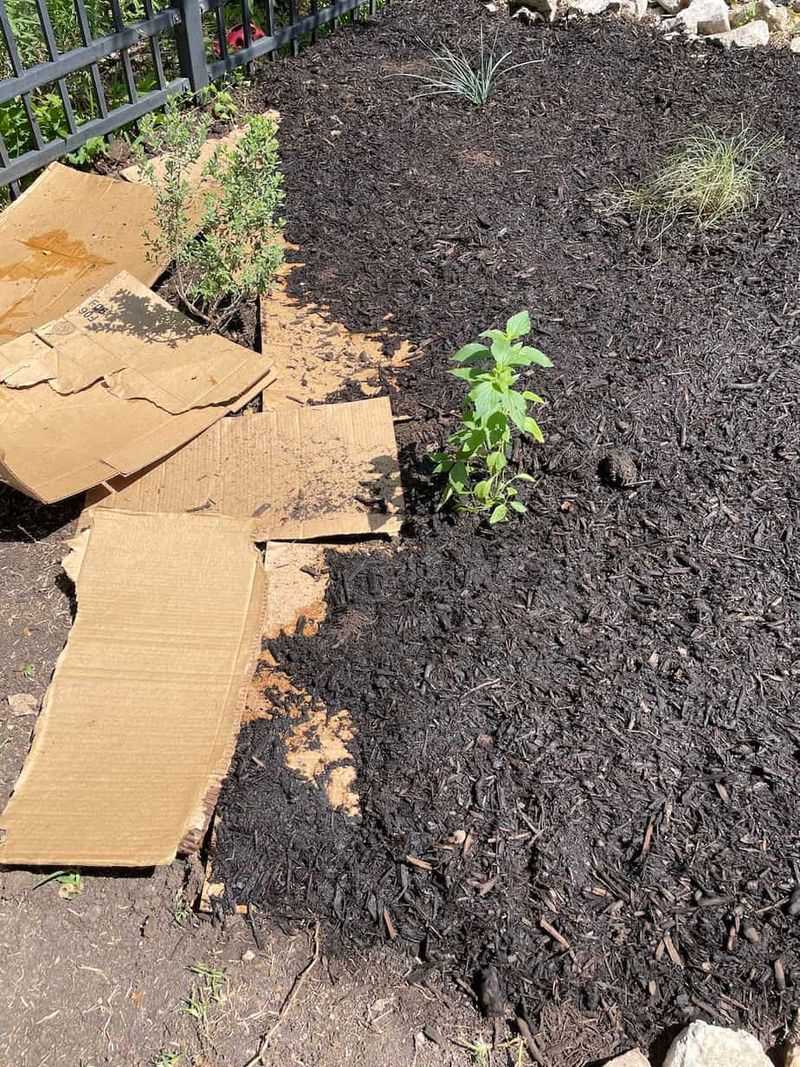 Control perennial weeds before planting