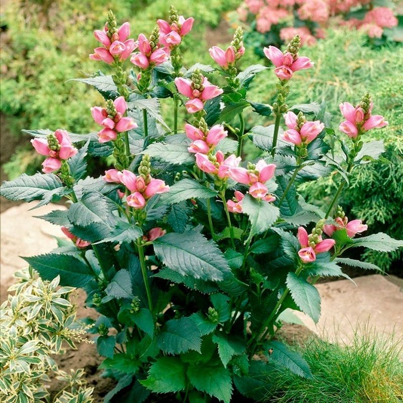 Chelone (Turtlehead)