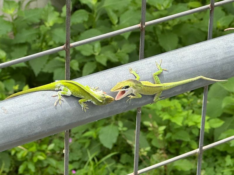 The fence reveals a perch, not the health score of your yard